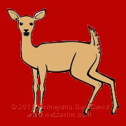 Naphtali ayalah (doe)